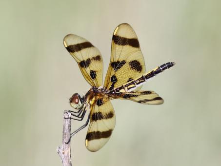 Halloween Pennant by Dan Jackson