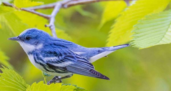 Cerulean warbler