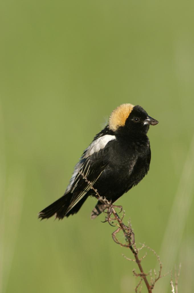 Bobolink