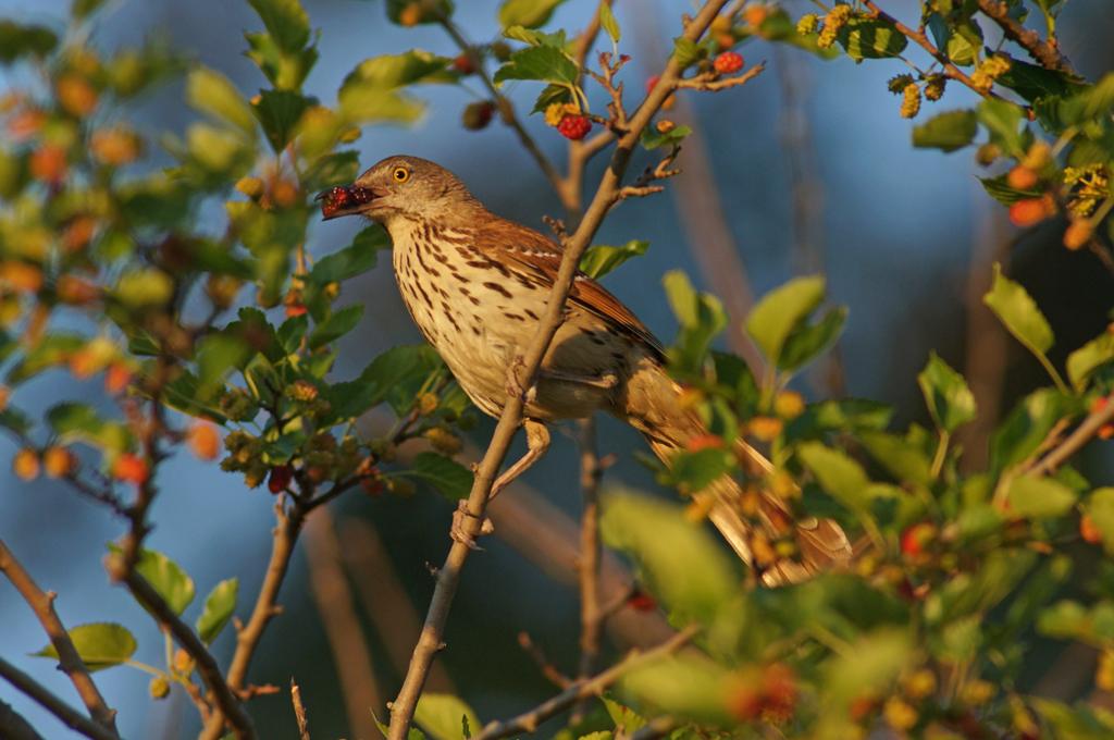 Brown thrasher