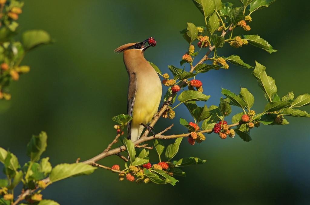 Cedar waxwing