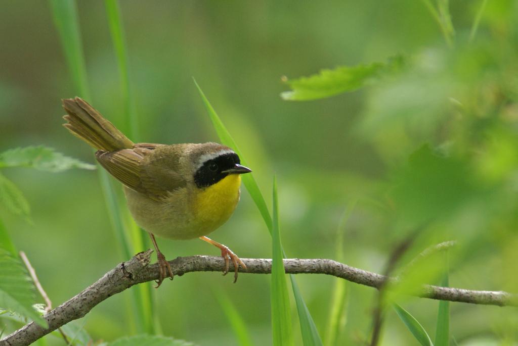 Common yellowthroat