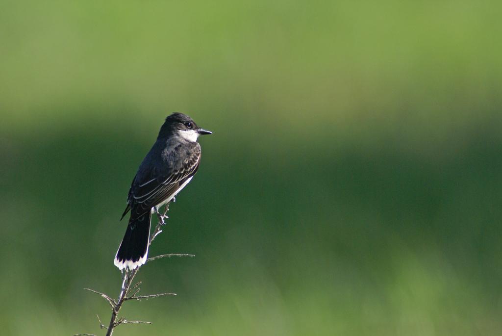 Eastern kingbird