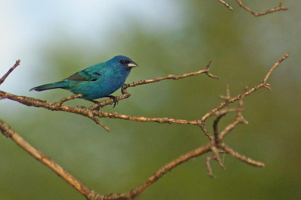 Indigo bunting