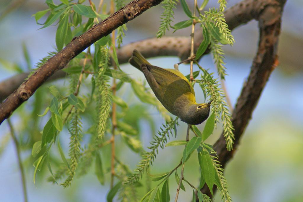 Nashville warbler