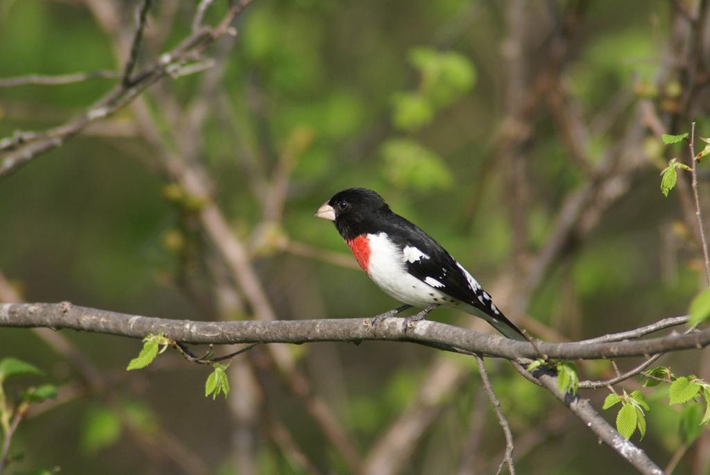 Rose-breasted grosbeak