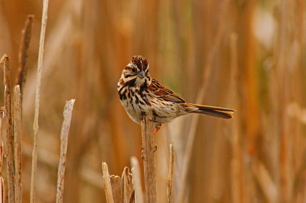 Song sparrow