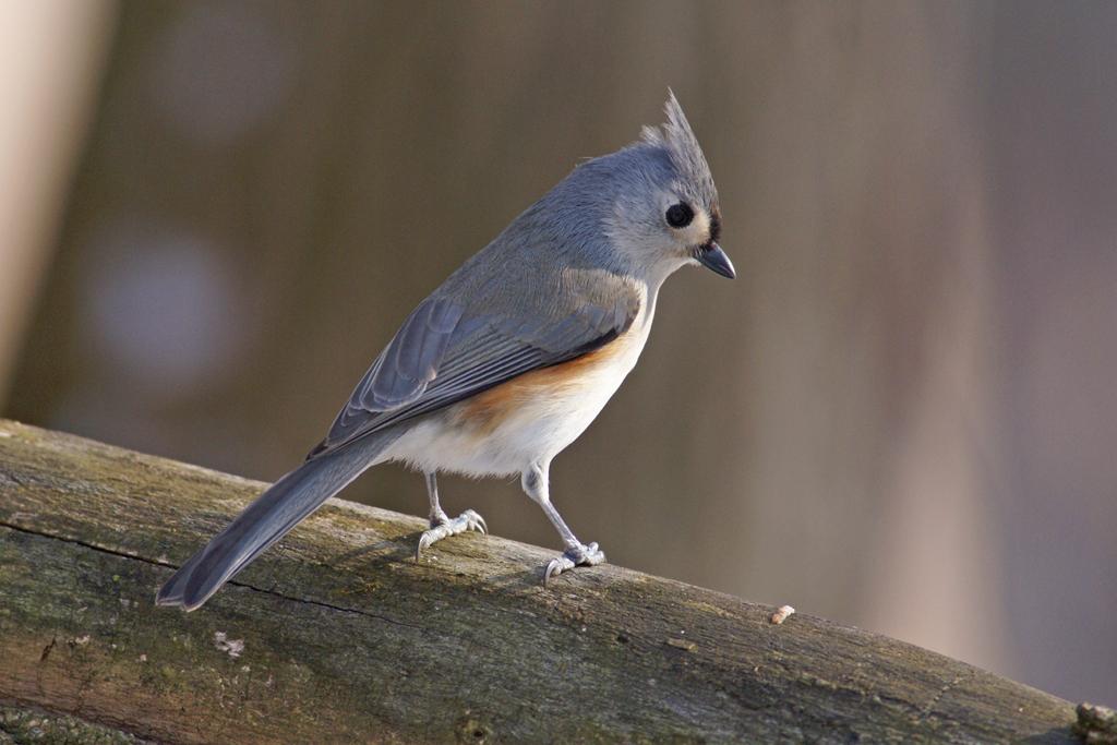 Tufted titmouse