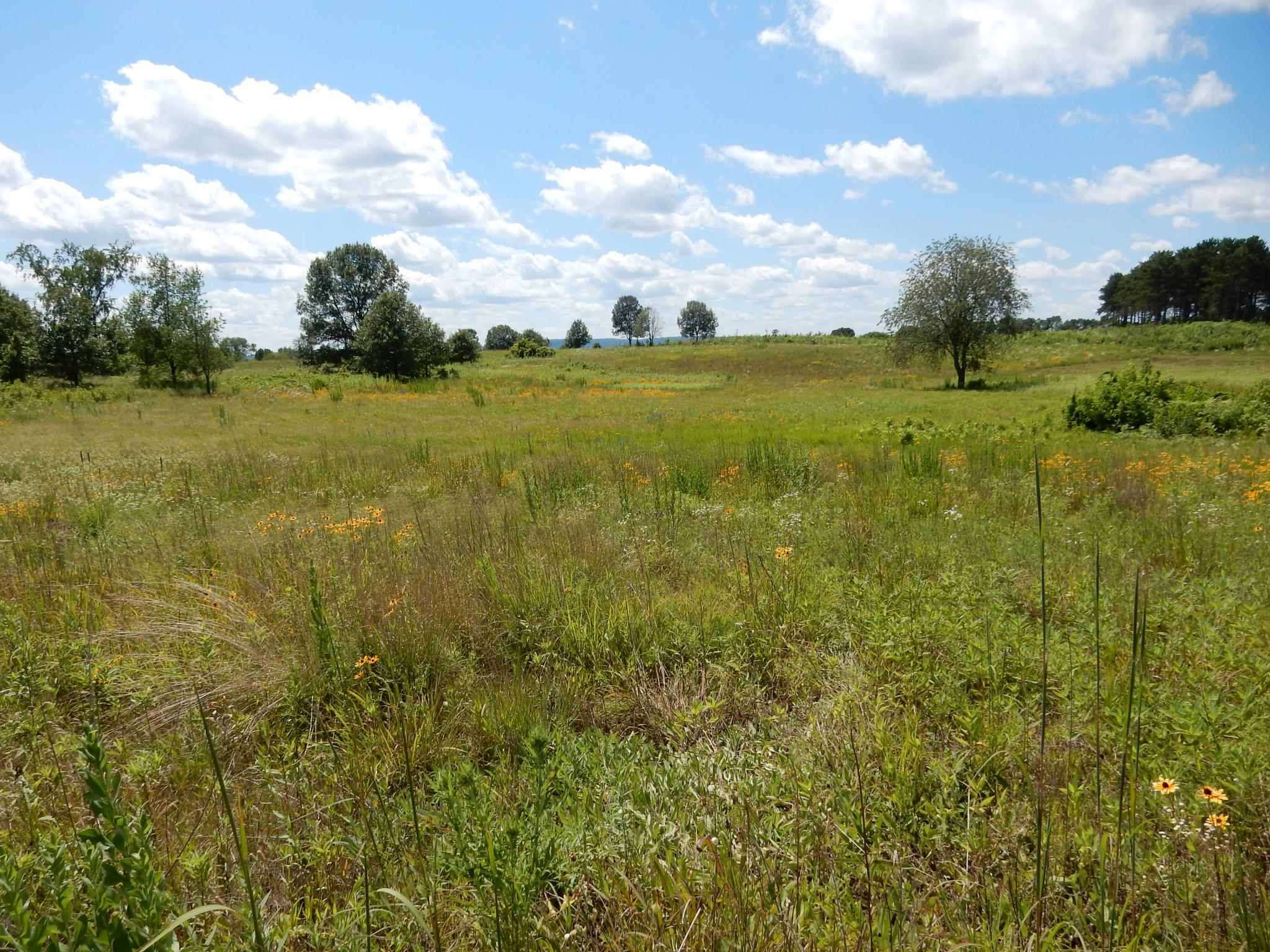 Landscape at Holland Sand Prairie