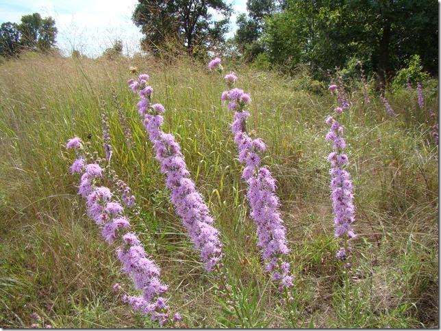 Holland Sand Prairie in Bloom