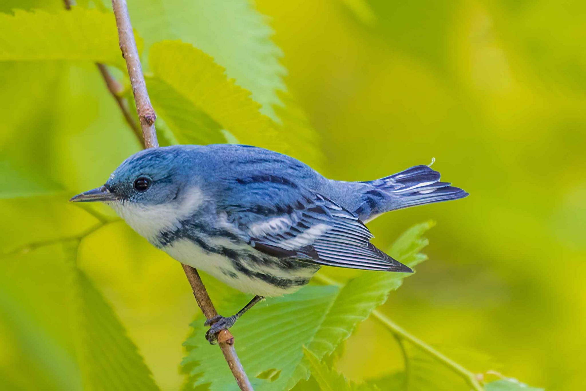 Cerulean warbler by Bruce Bartel