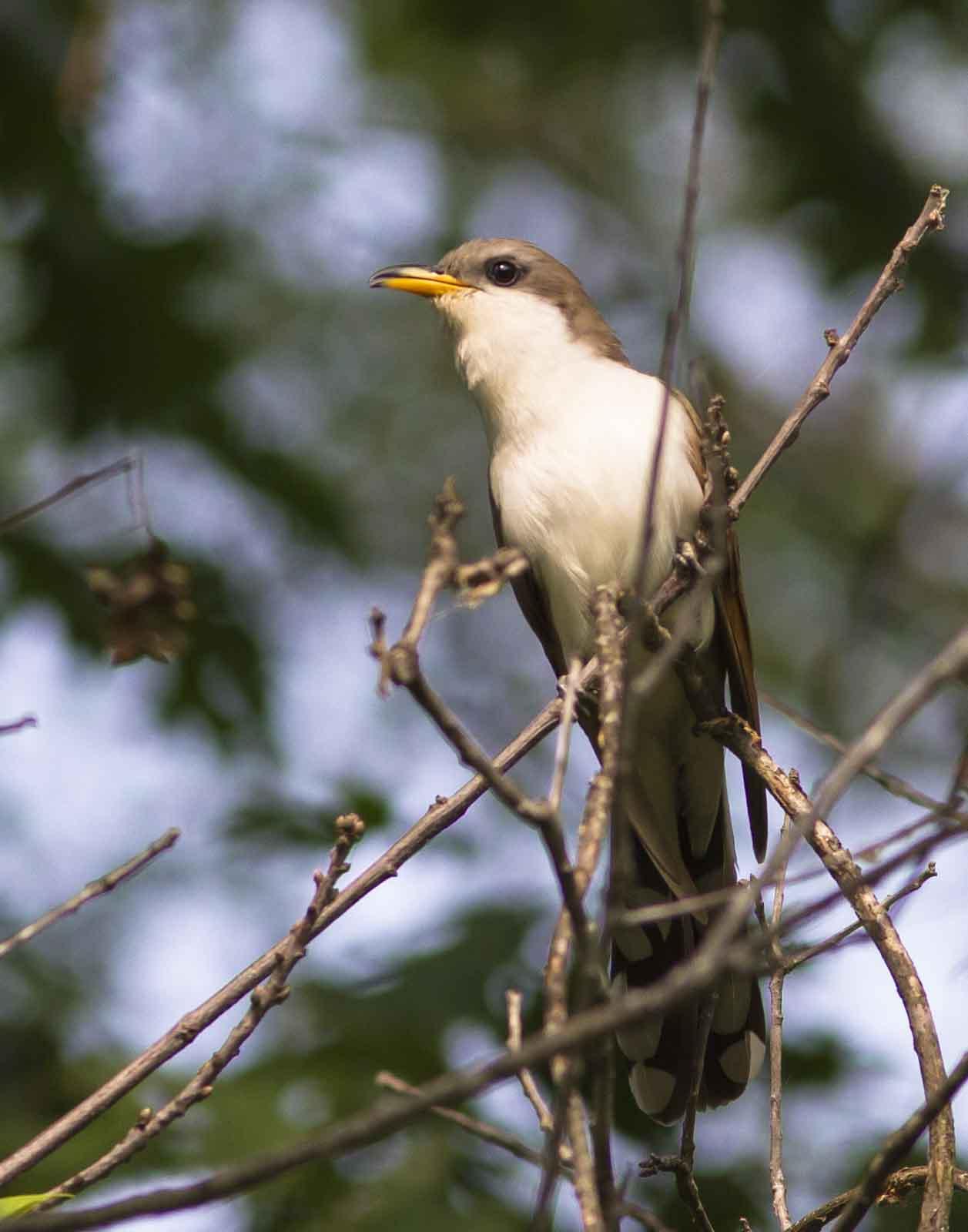 Yellow-billed cuckoo by Bruce Bartel