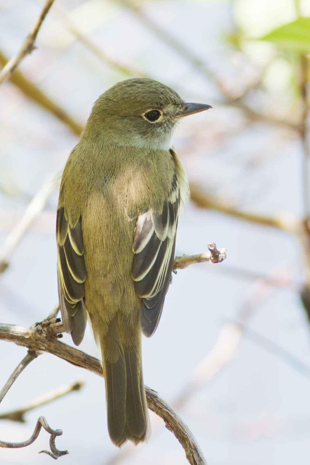 Acadian flycatcher by Bruce Bartel