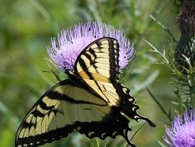 Tiger Swallowtail