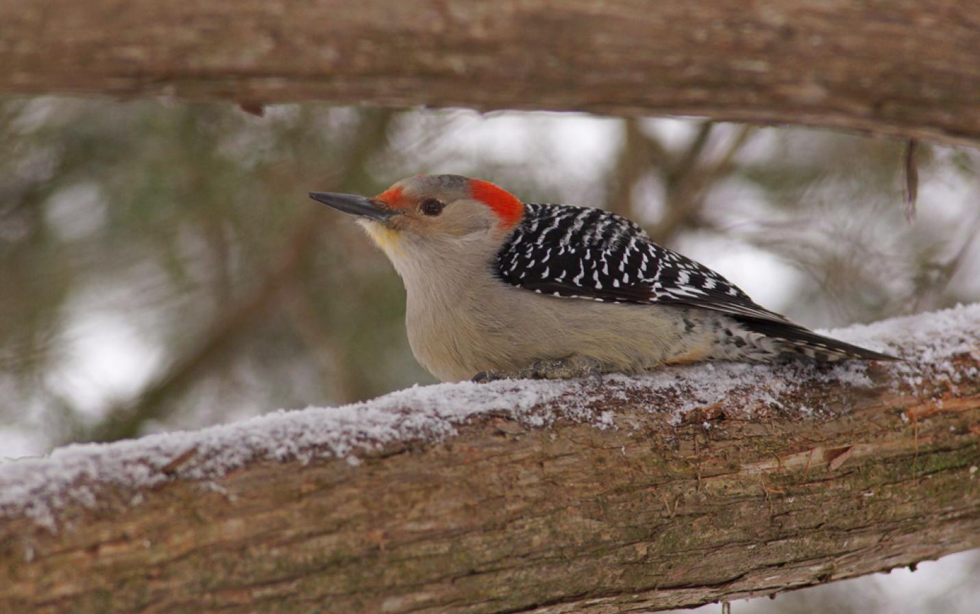 Red-bellied woodpecker photo courtesy of Allen Blake Sheldon