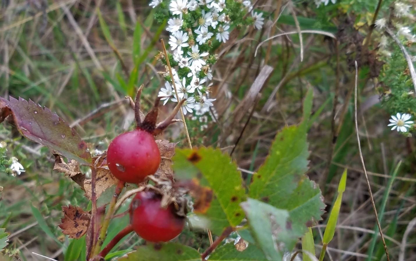 Cover photo of wild flowers for the Wild Reads article called Nature and Wuthering Heights by Nolan Hart