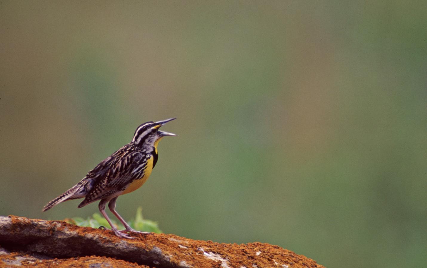 Eastern meadowlark