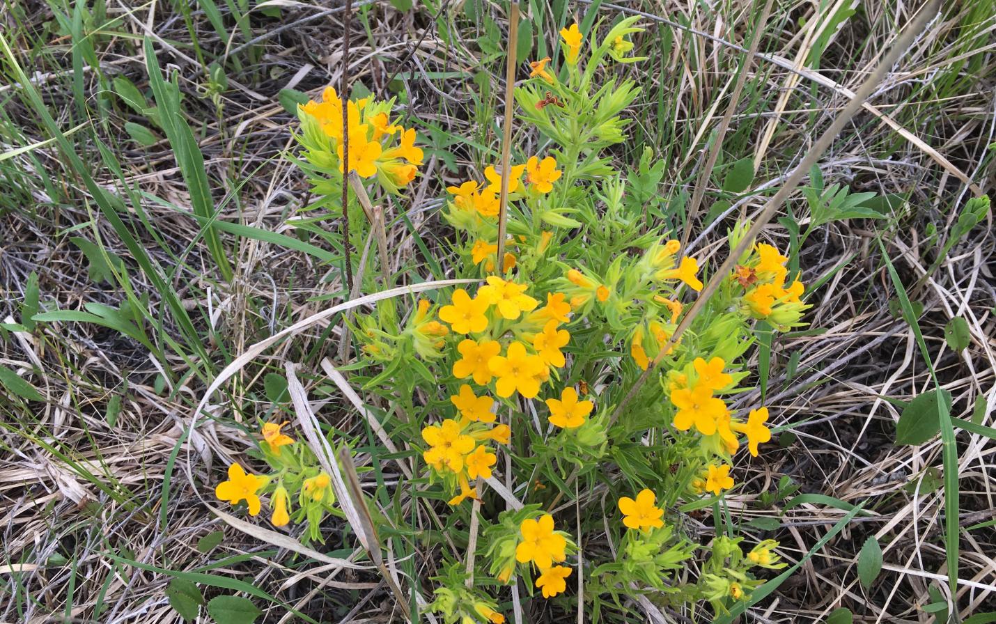 Carolina puccoon