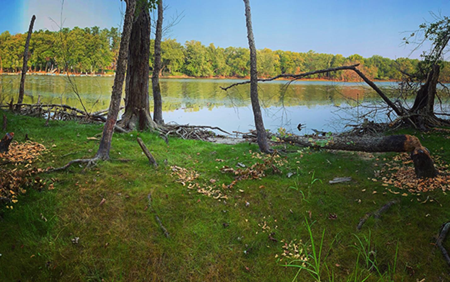 Photo of floodplain forest at Black River Bottoms