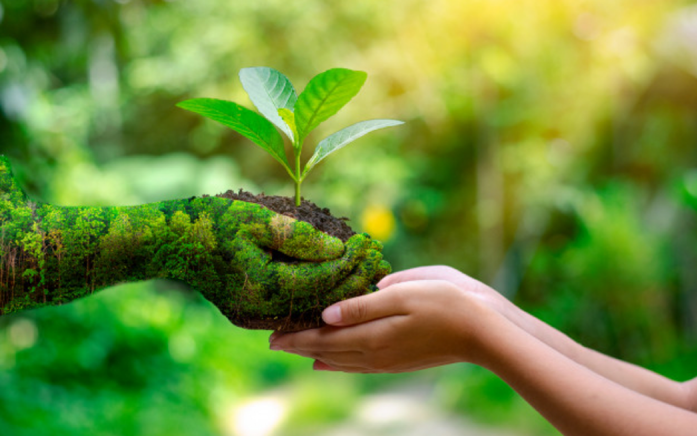 Two hands in a palm shape, one representing earth. 