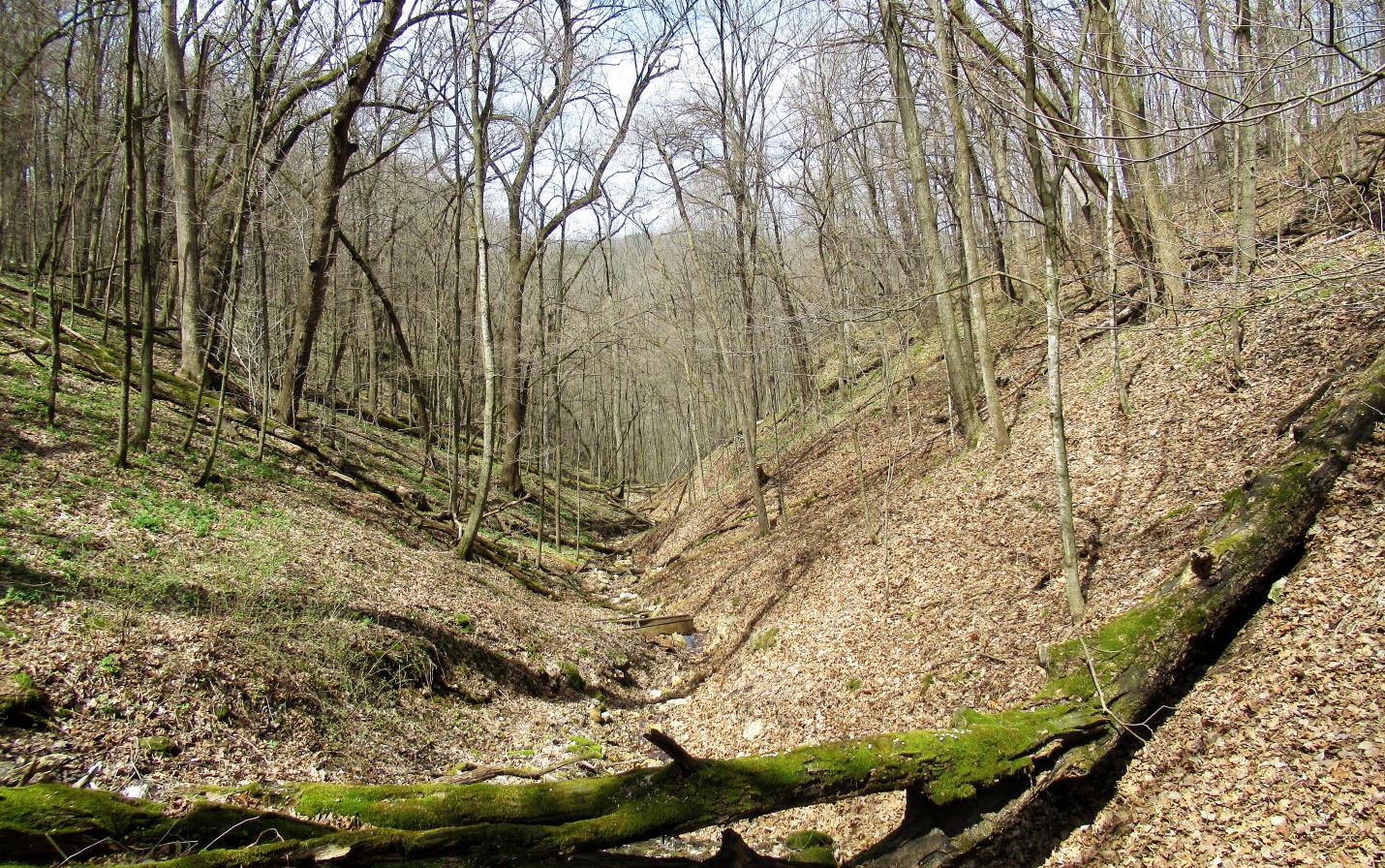 Wooded hillside at Limery Road