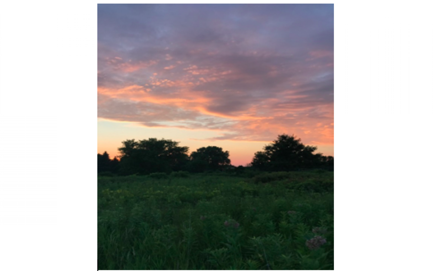 Beautiful green field and sunrise 