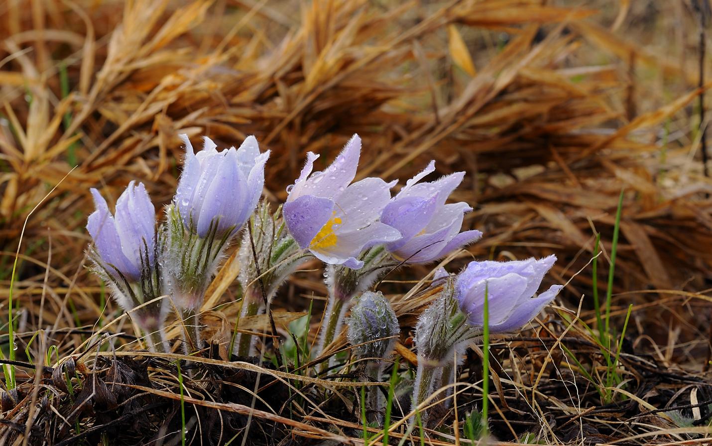 pasqueflower photo by William Petersen