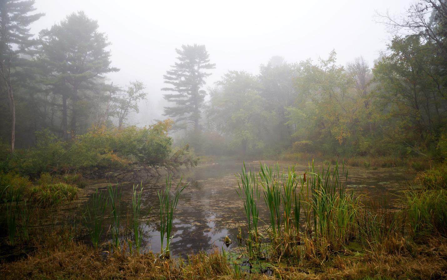 wetlands on newly protected land in Kickapoo Valley