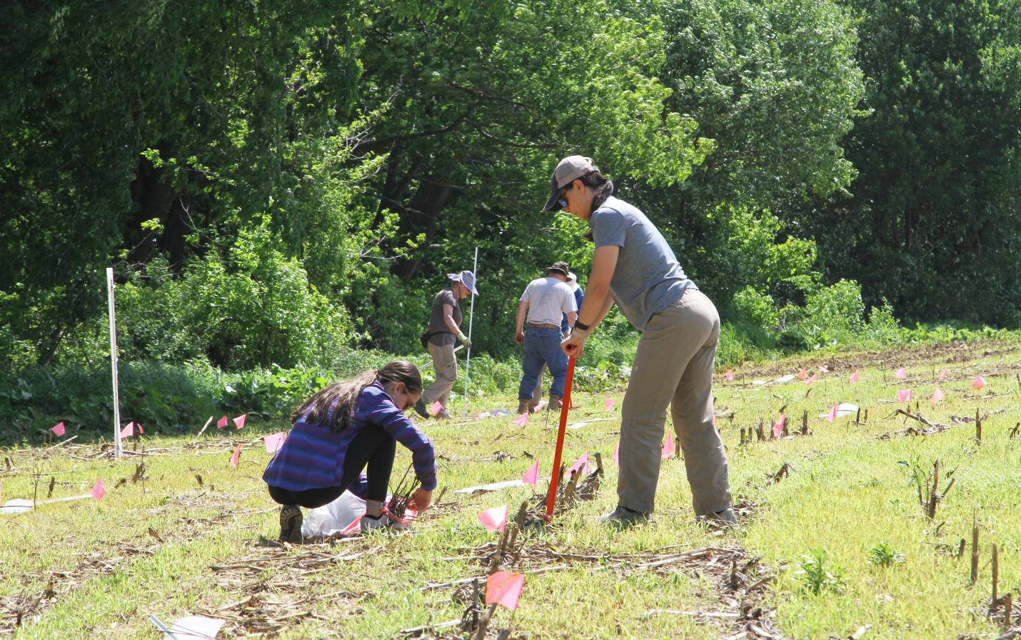 volunteers planting trees