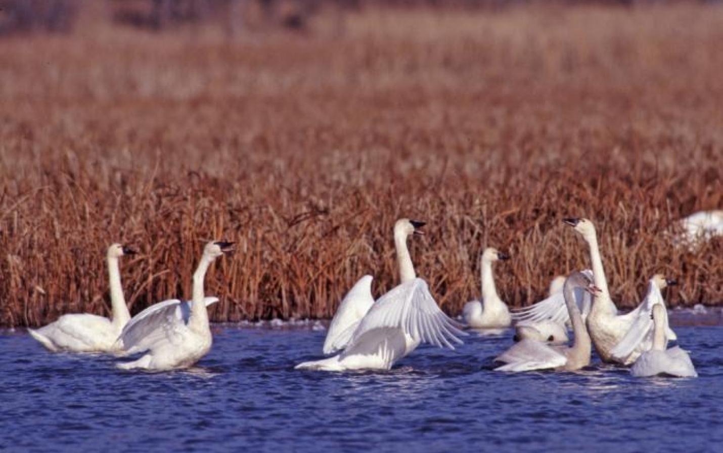 photo of tundra swans by A.B. Sheldon