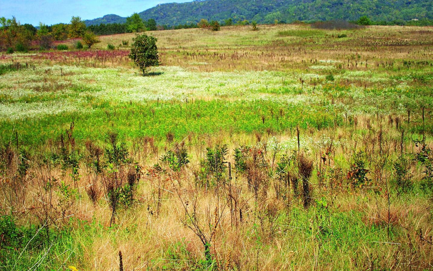 New Amsterdam Grasslands