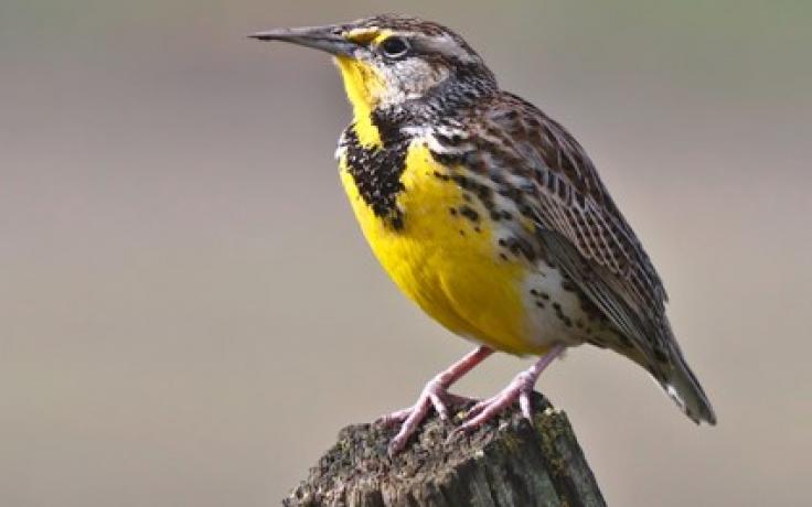 Western Meadowlark