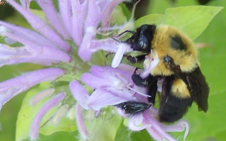 bee on monarda photo – copyright Tom Rhorer