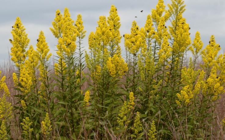 Showy goldenrod with bees. Photo by Tom Rhorer.