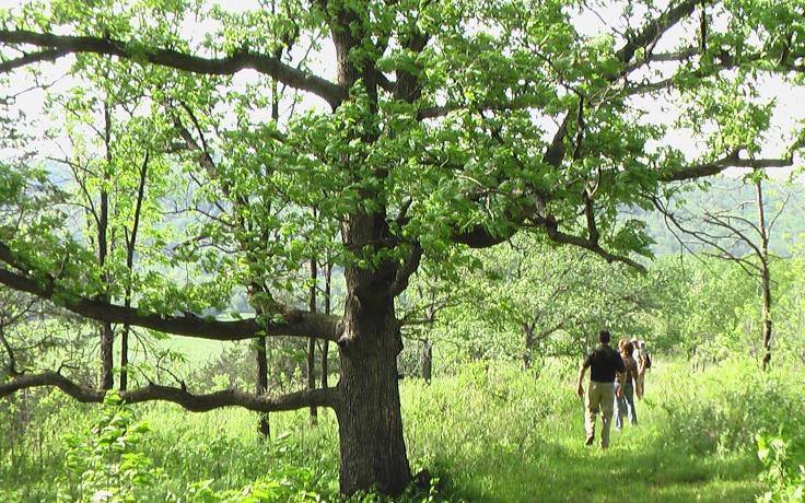 mature trees