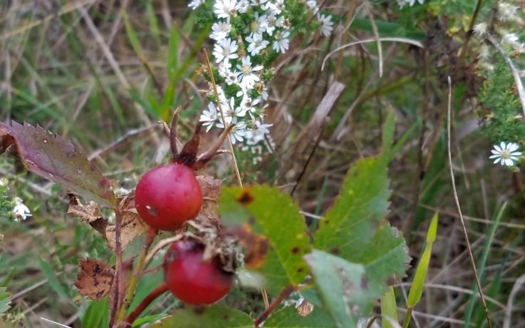 Cover photo of wild flowers for the Wild Reads article called Nature and Wuthering Heights by Nolan Hart