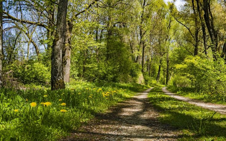 Trail in the forest during the summer