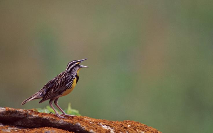 Eastern meadowlark