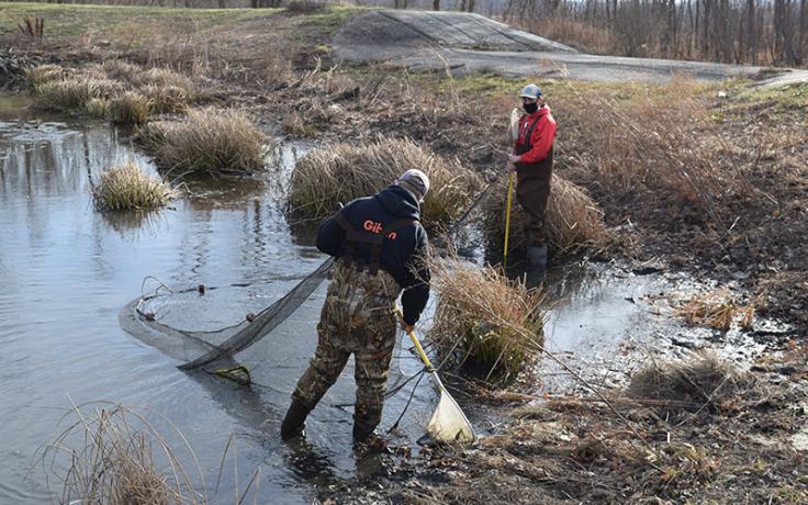 Removing goldfish from pond