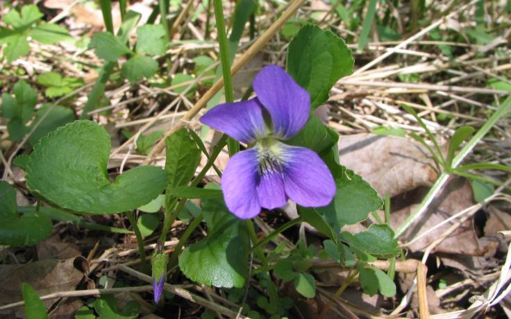 Violet flower