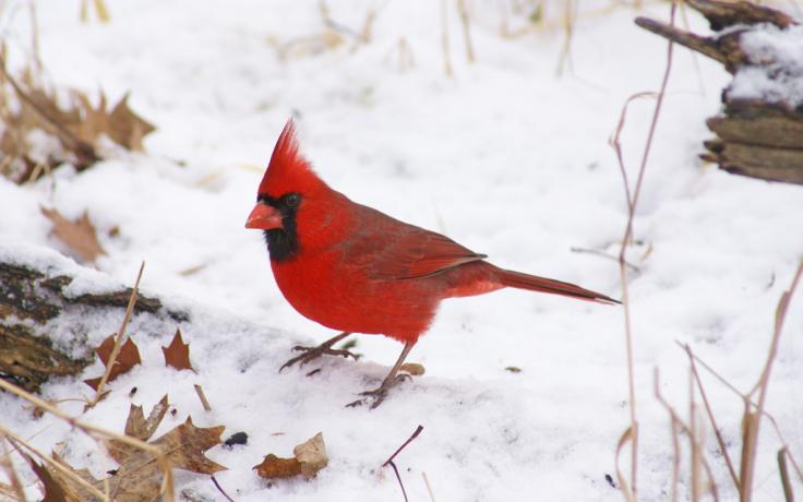 northern cardinal by A. B. Sheldon