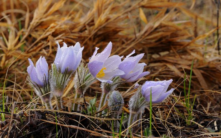 pasqueflower photo by William Petersen