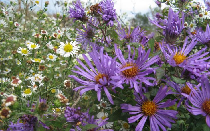 flowers at Borah Creek Prairie