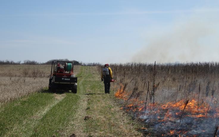 managed fire at New Amsterdam Grasslands