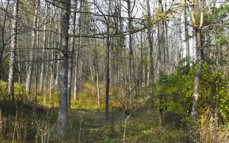 reforested farmland