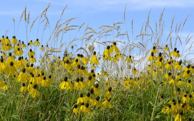 coneflowers at Mathy Prairie