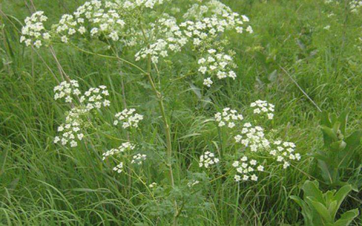 poison hemlock photo by Bill Schuna