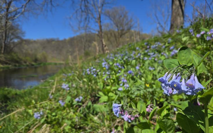 bluebells near the banks of Tainter Creek