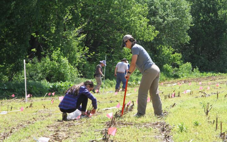 volunteers planting trees