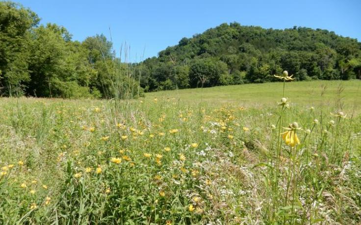 Prairie on Amsrud property